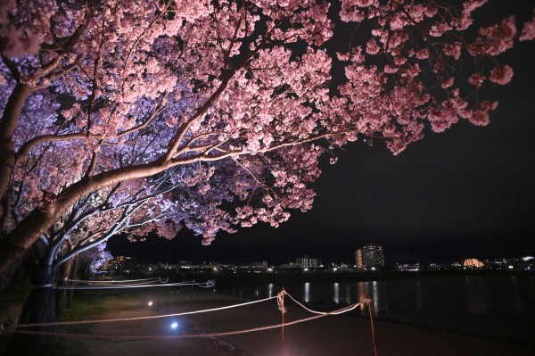 狭山池の桜ライトアップ