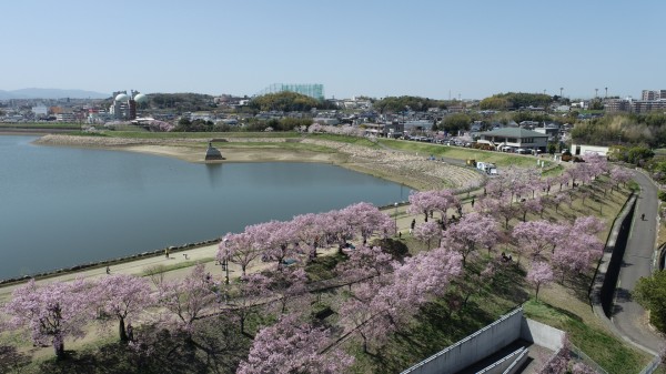 狭山池の桜（ドローン撮影）