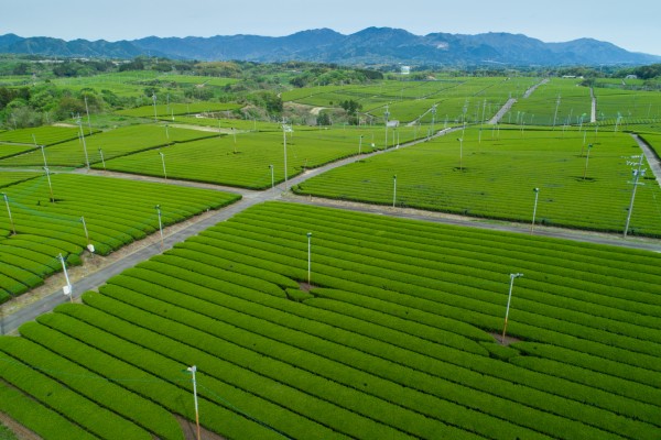 中の山パイロット