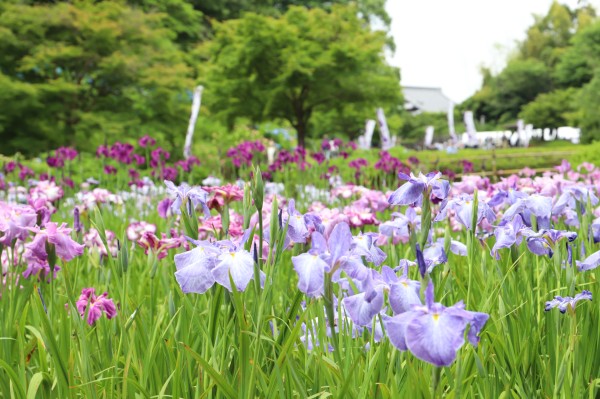 花しょうぶ2