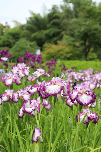 花しょうぶ3