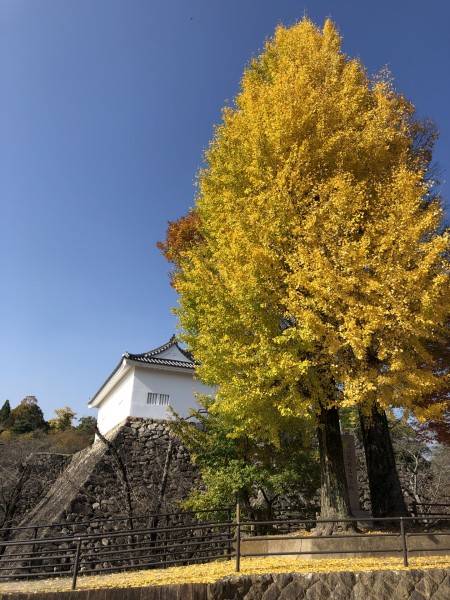 旧亀山城多門櫓とイチョウ