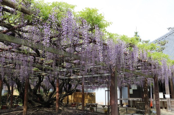 太巖寺ふじ