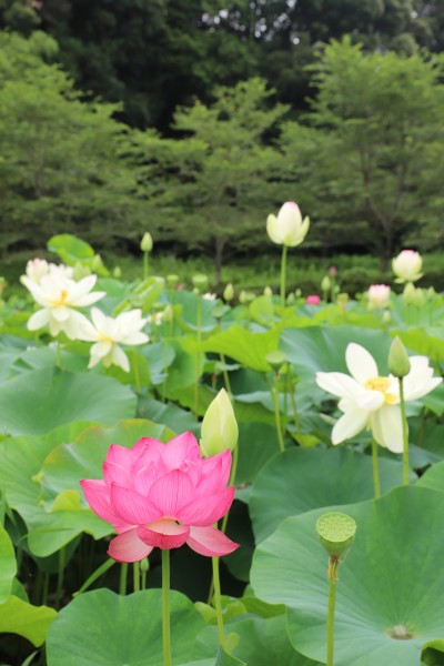 花蓮（穴虫の郷）